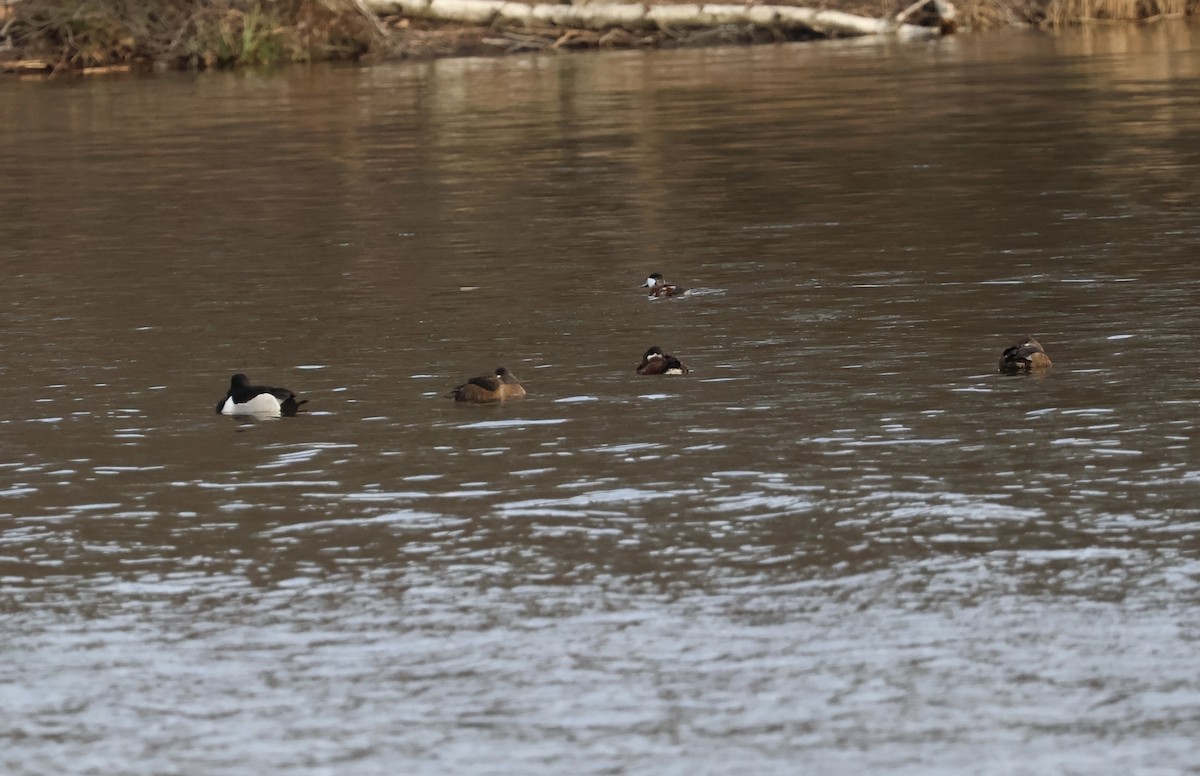 Ring-necked Duck - ML616226963