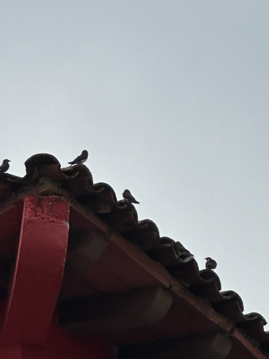 Golondrina Bicolor - ML616227039