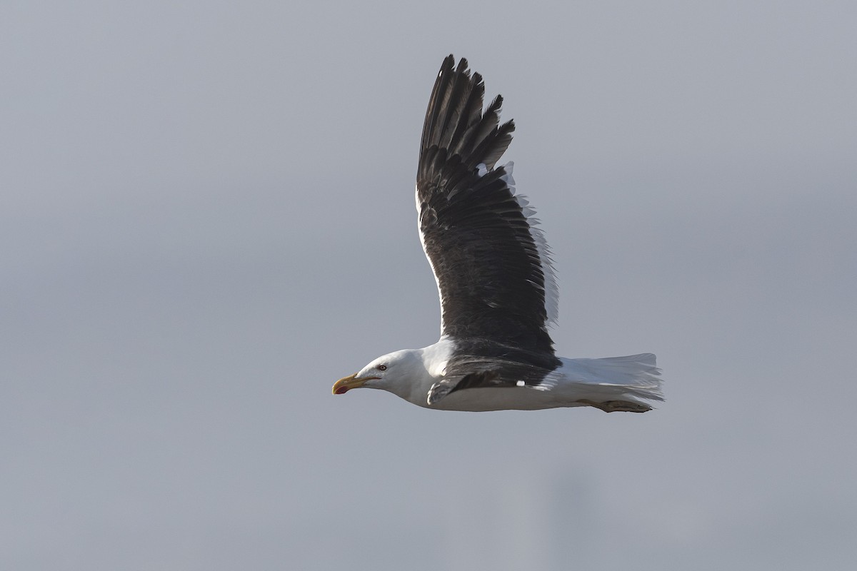 Kelp Gull - VERONICA ARAYA GARCIA