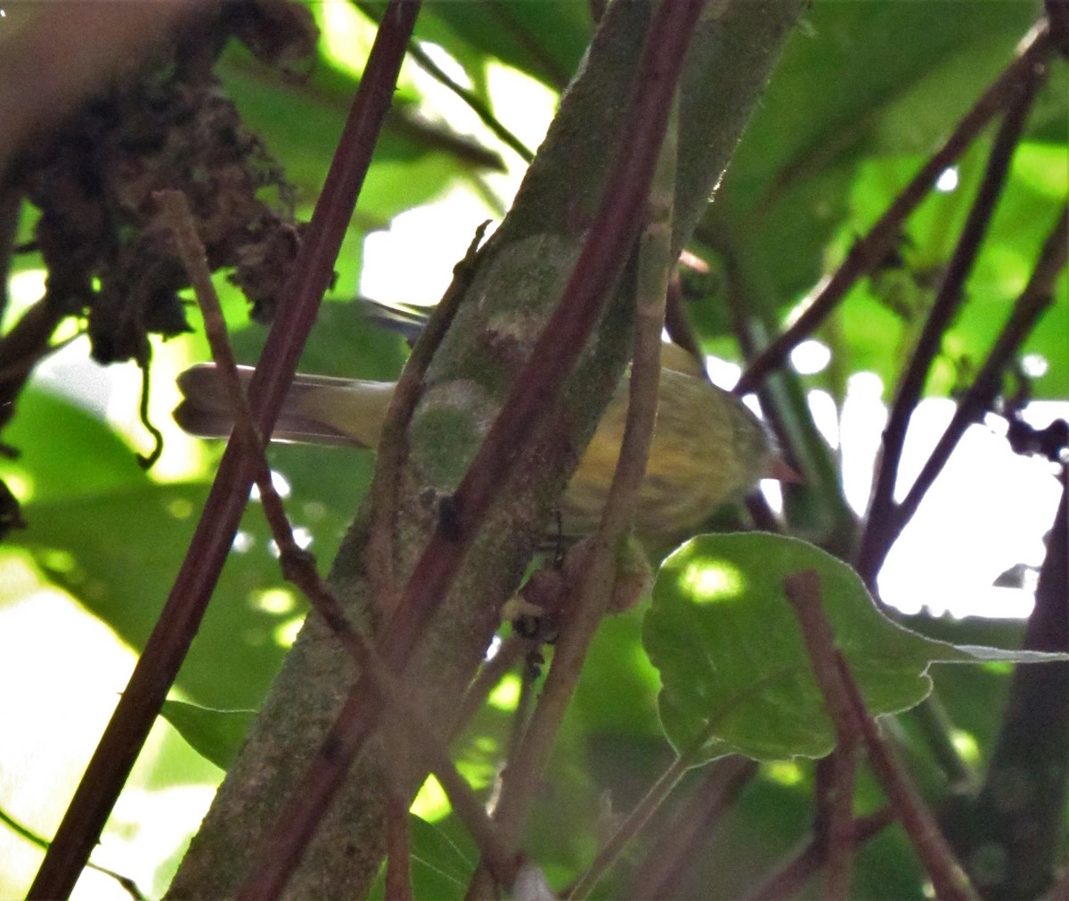 Plumbeous-crowned Tyrannulet - ML616227220