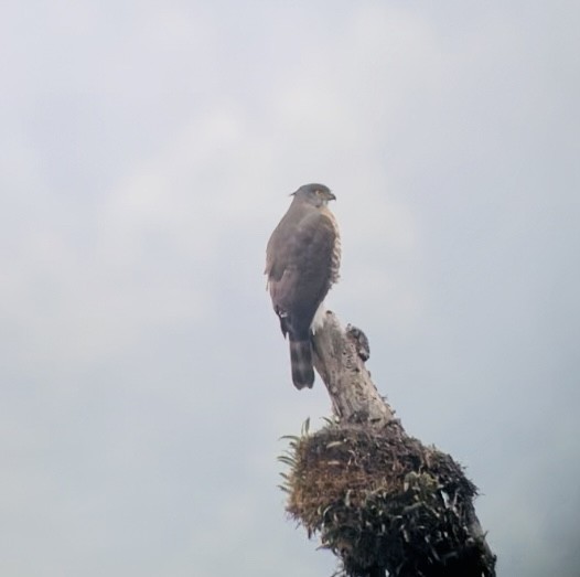 Crested Goshawk - Sandra Brown