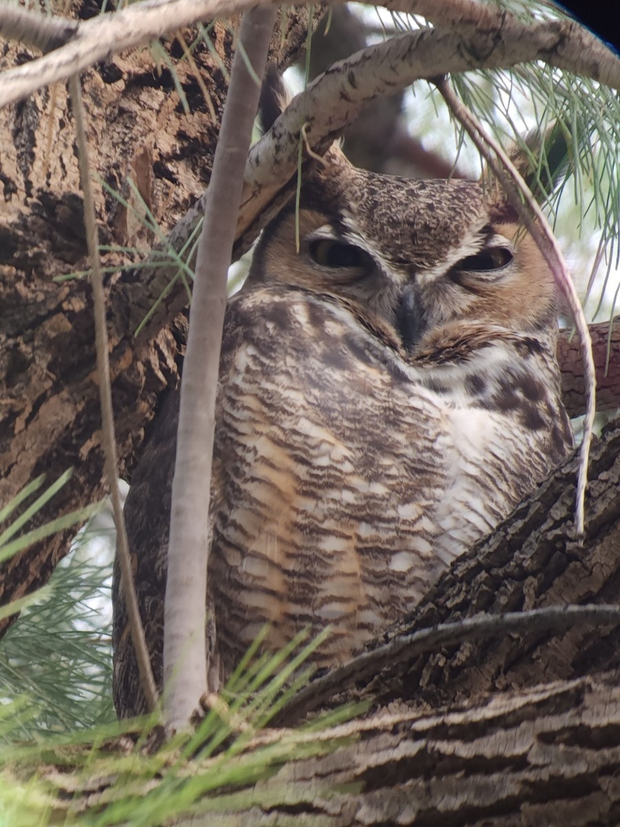 Great Horned Owl - ML616227269