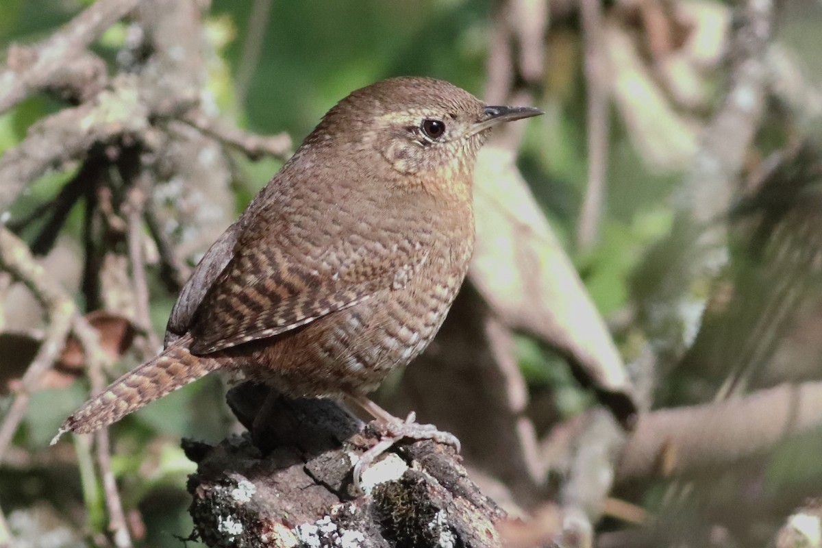 House Wren (Brown-throated) - ML616227324