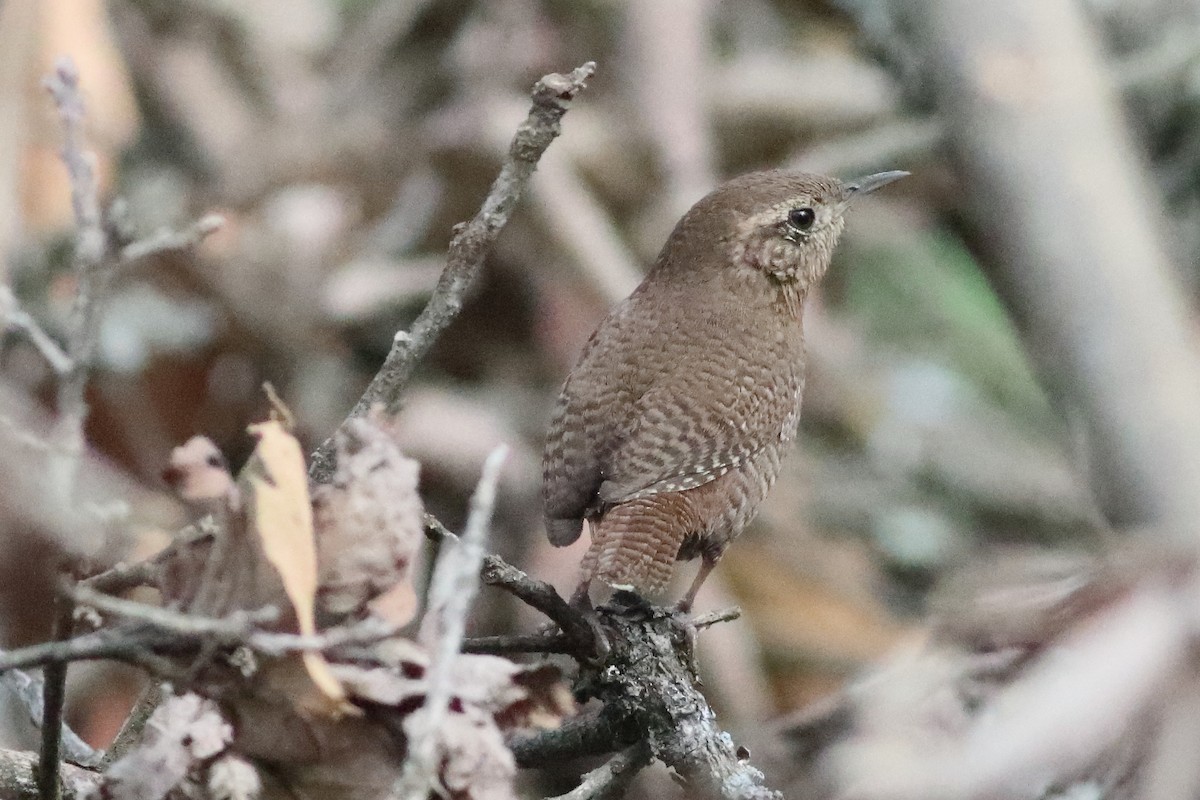 House Wren (Brown-throated) - ML616227334