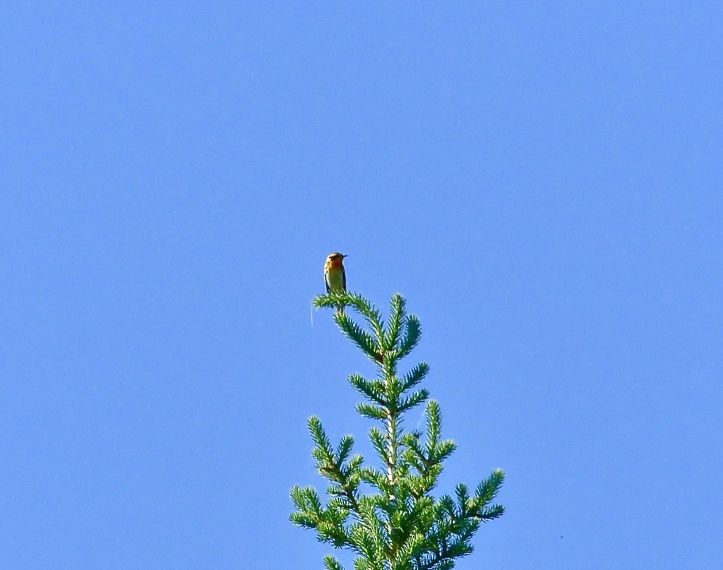 Blackburnian Warbler - ML616227380