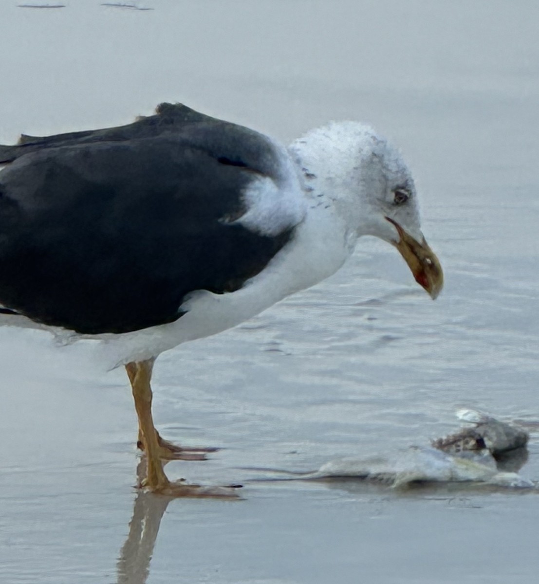 Lesser Black-backed Gull - Susan Lala