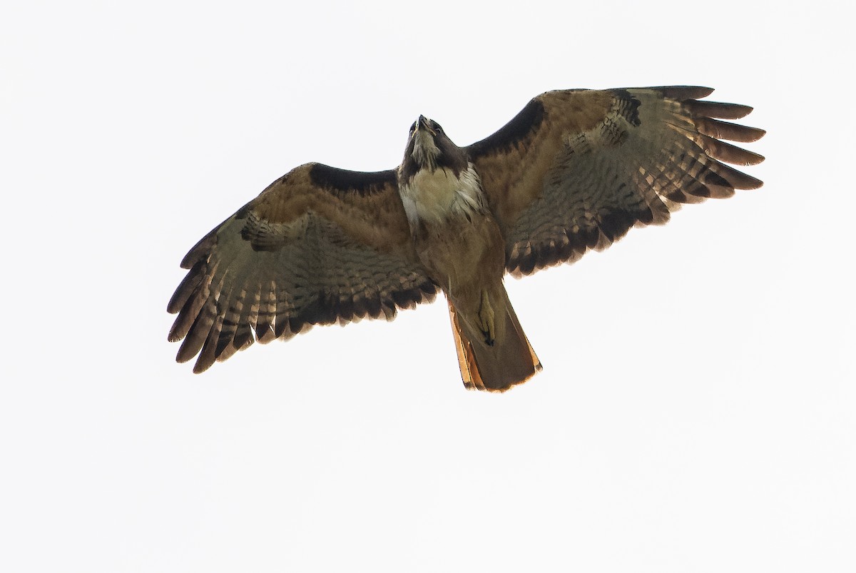 Red-tailed Hawk - ML616227425