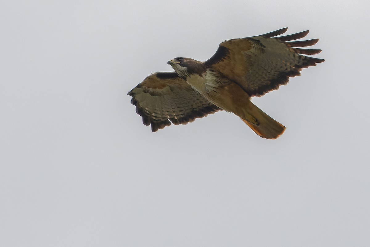 Red-tailed Hawk - ML616227426