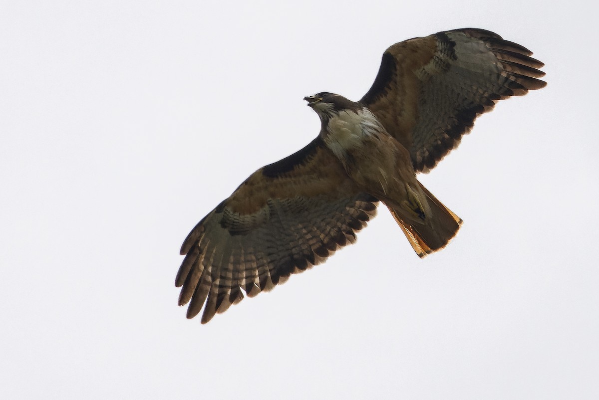 Red-tailed Hawk - ML616227427