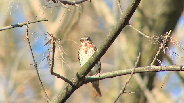 Fox Sparrow (Red) - ML616227434