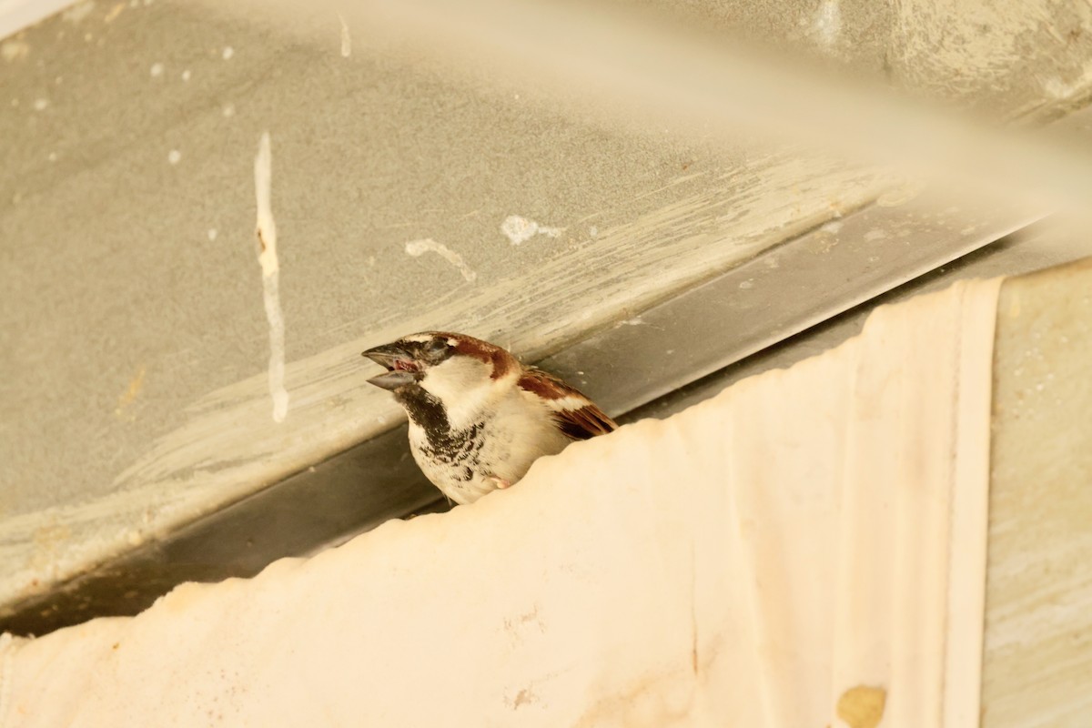 House Sparrow - ML616227472