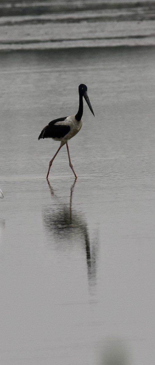 Black-necked Stork - Sandra Brown