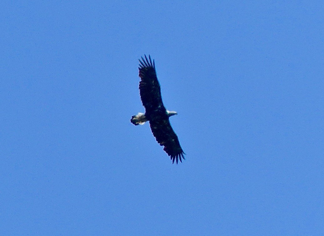 Bald Eagle - ML616227545