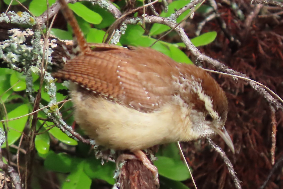 Carolina Wren - ML616227583