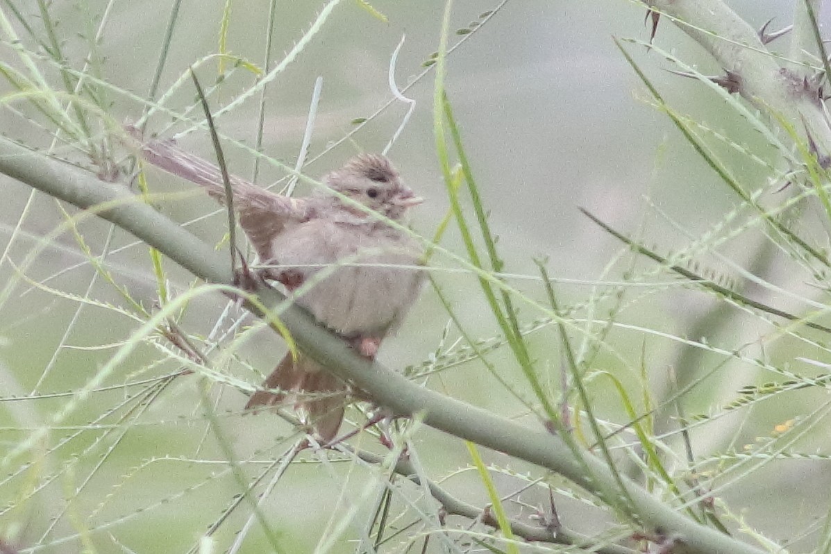 Brewer's Sparrow - ML616227590