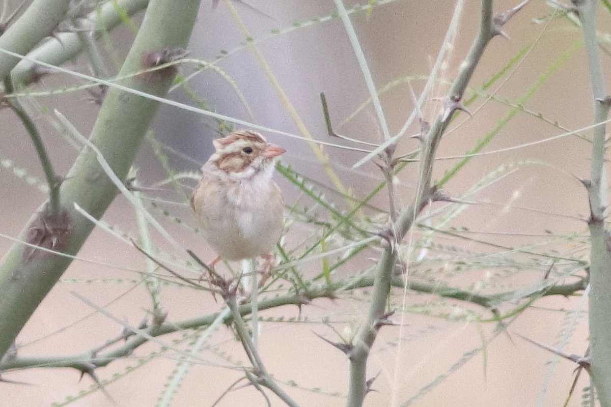 Clay-colored Sparrow - ML616227604