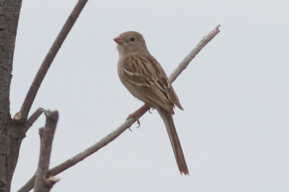 Field Sparrow - Mark L. Hoffman