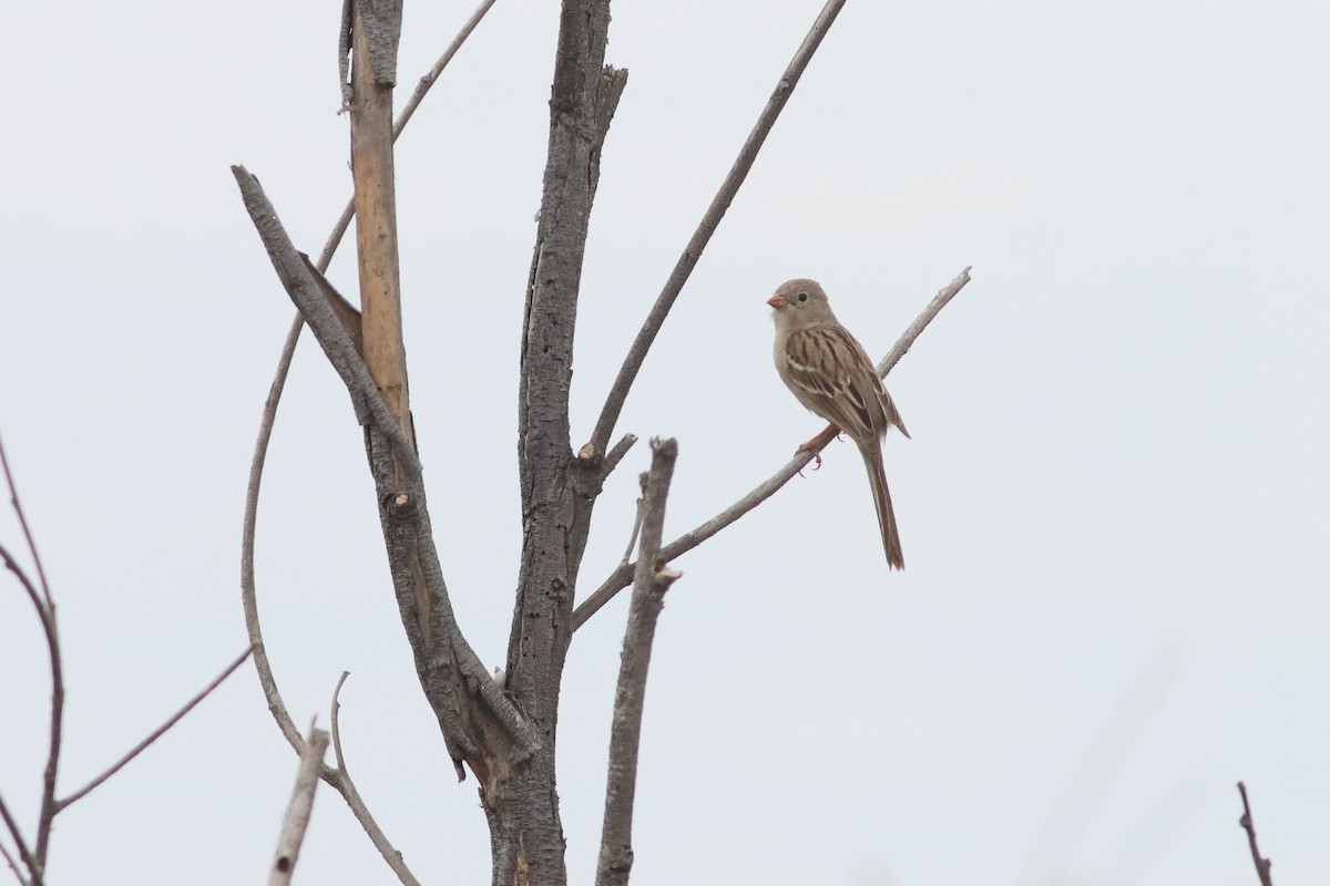 Field Sparrow - Mark L. Hoffman