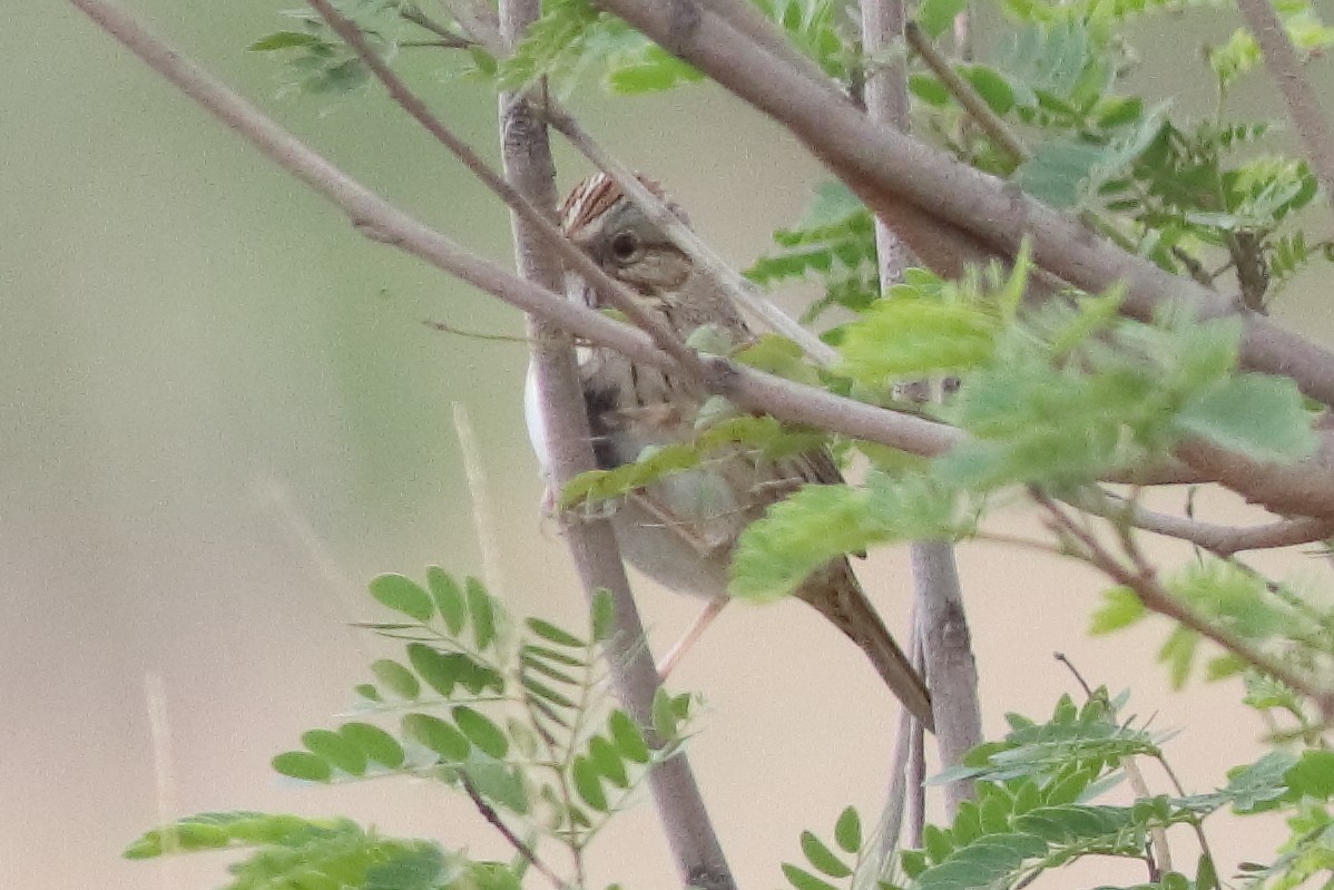 Lincoln's Sparrow - Mark L. Hoffman