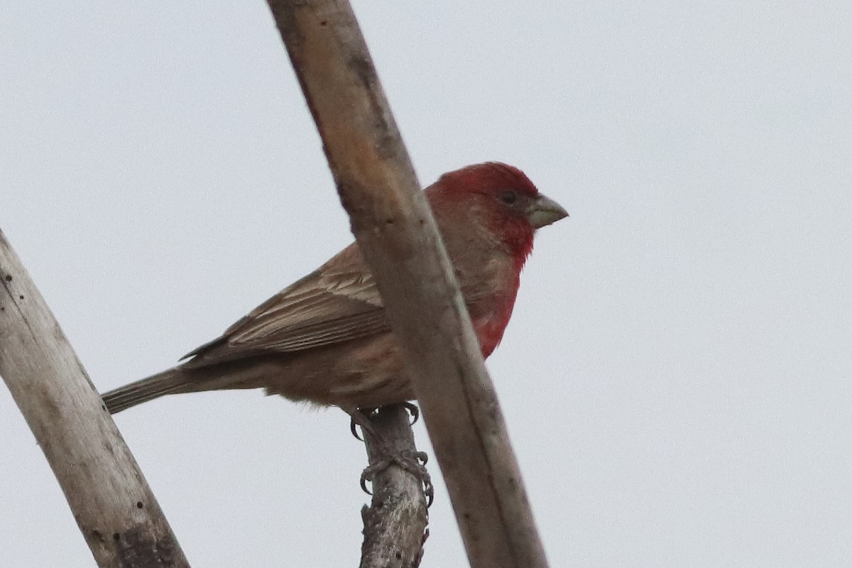 House Finch - ML616227642