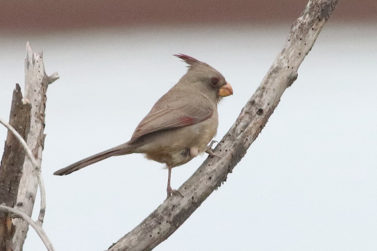 Pyrrhuloxia - Mark L. Hoffman