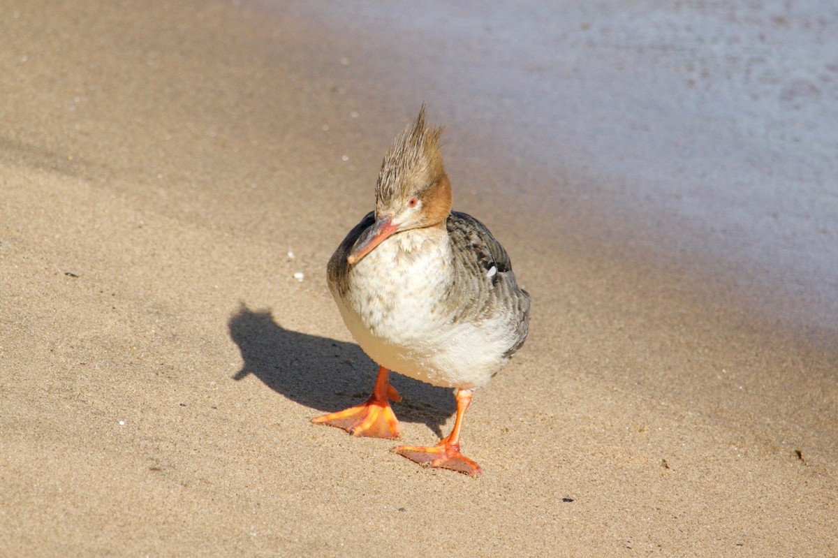 Red-breasted Merganser - ML616227659