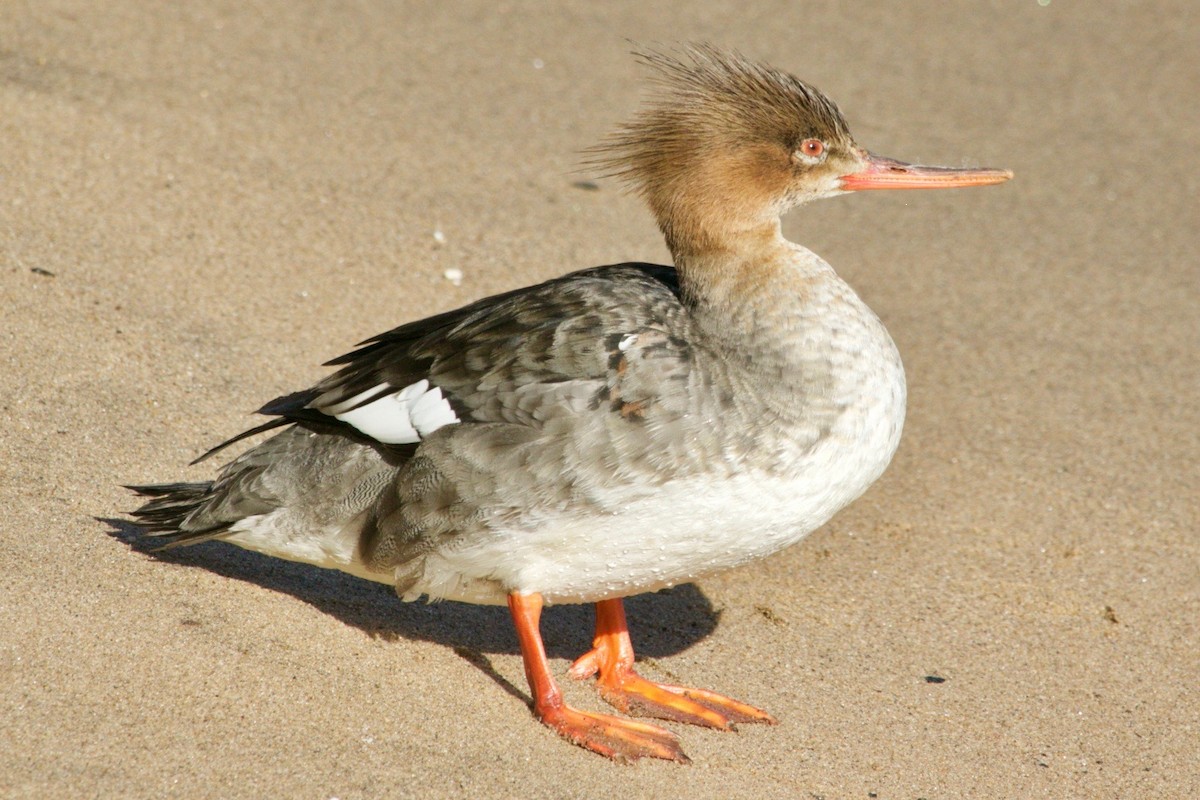 Red-breasted Merganser - ML616227661