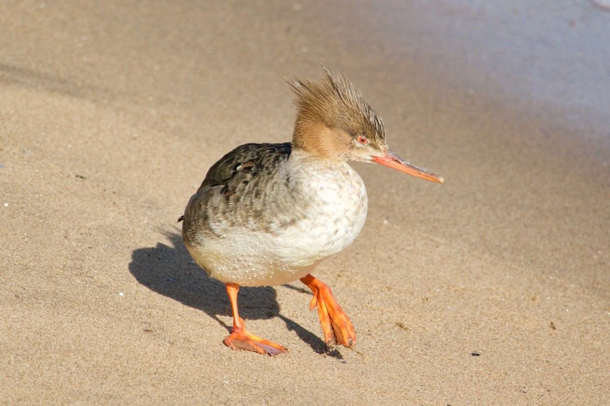 Red-breasted Merganser - ML616227662