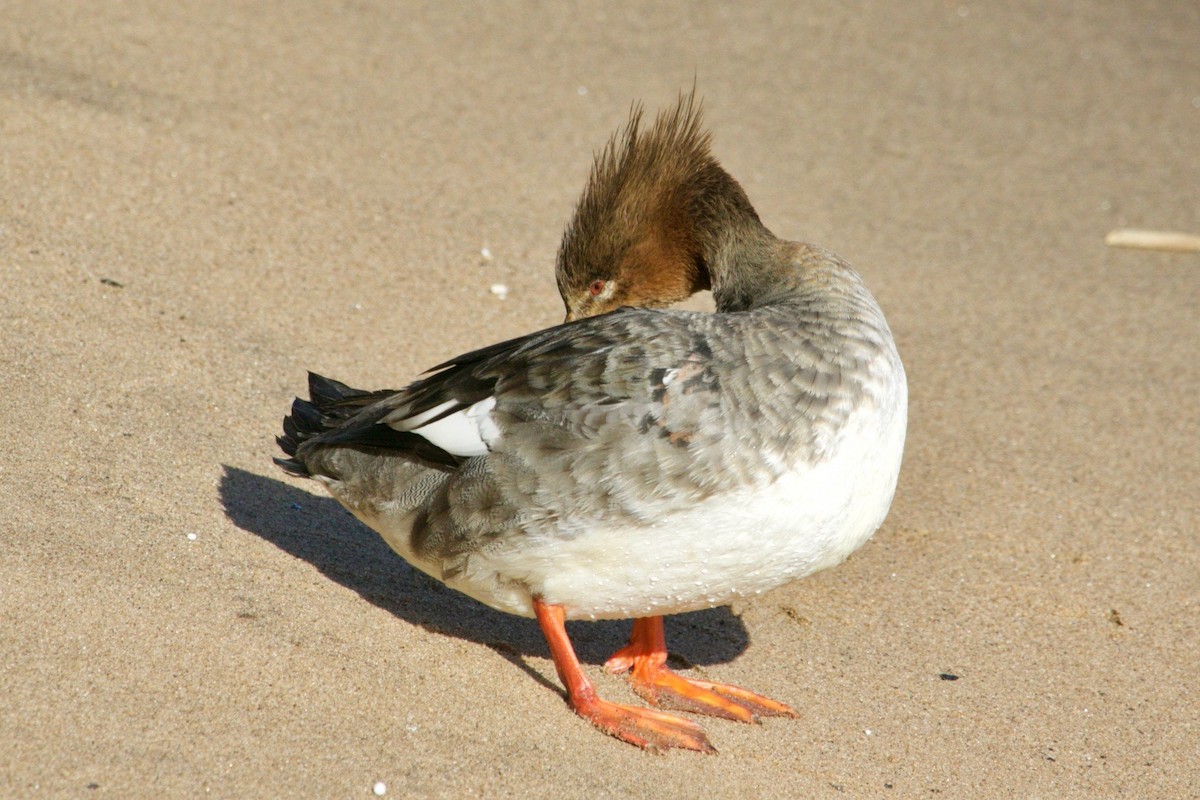 Red-breasted Merganser - ML616227663