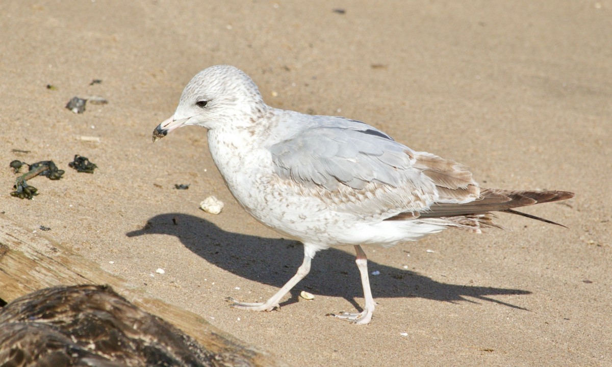 Ring-billed Gull - ML616227668