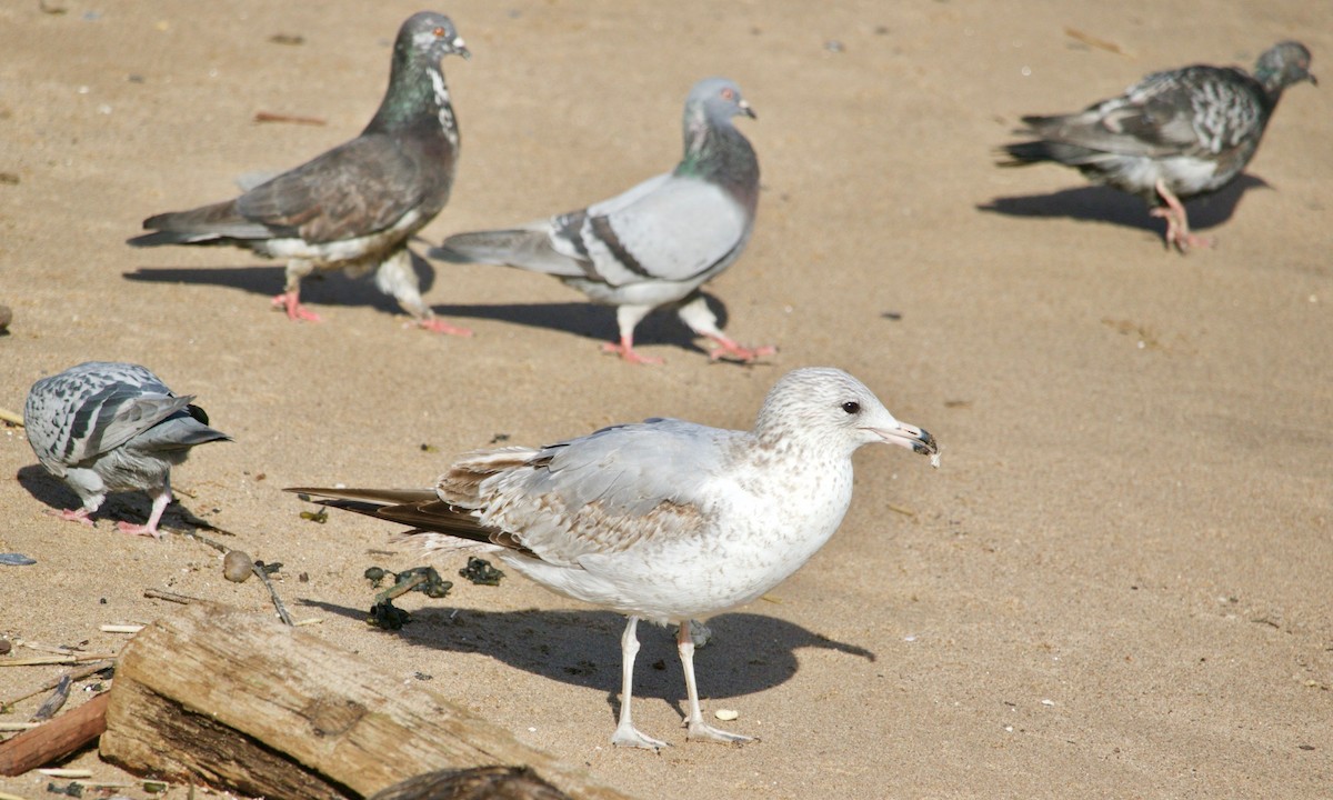 Ring-billed Gull - ML616227669