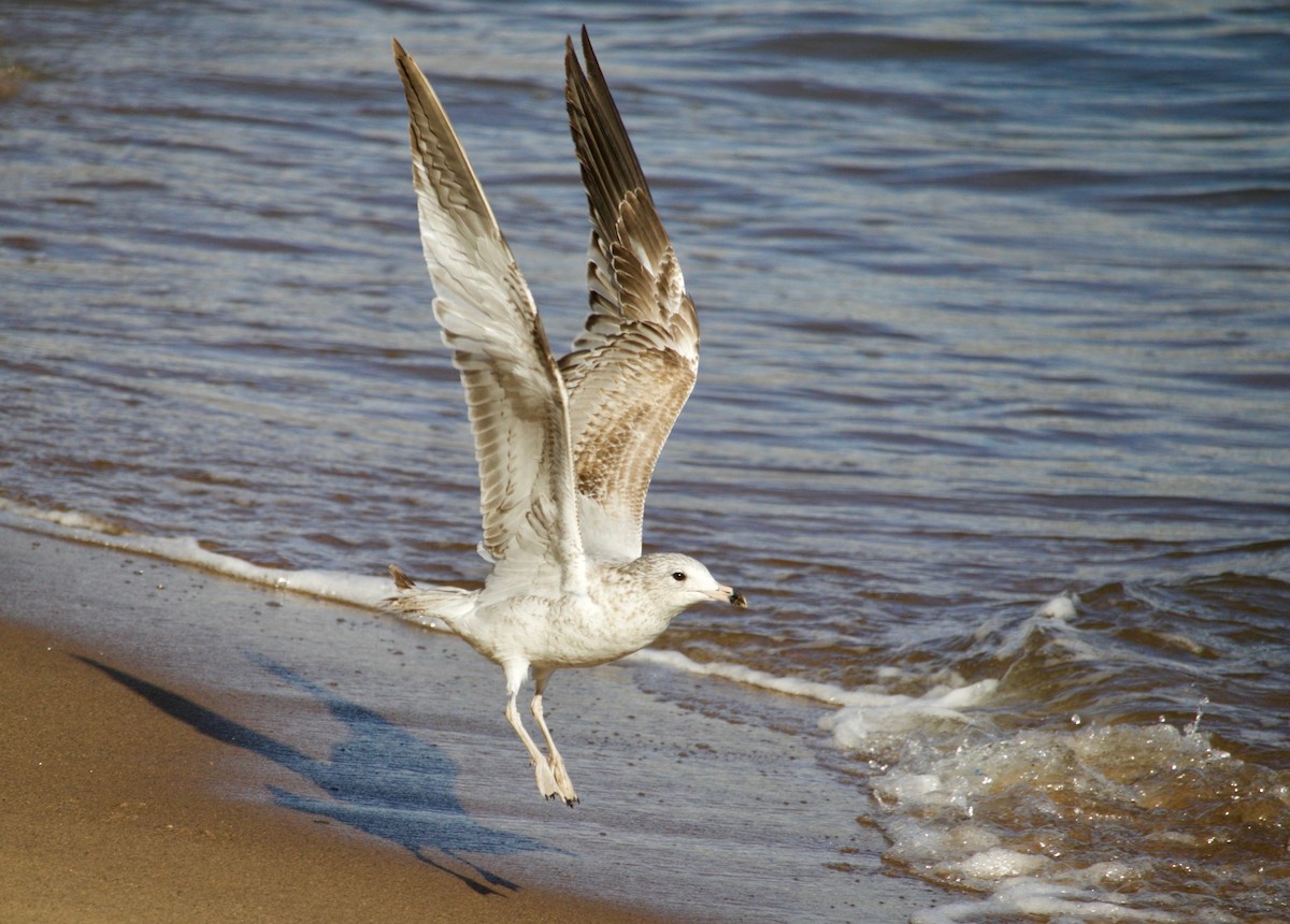 Ring-billed Gull - ML616227670