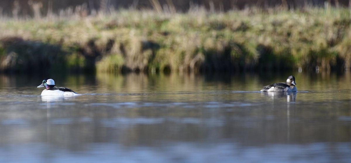 Bufflehead - Kraig Cawley