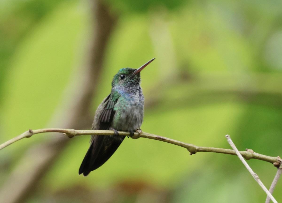 Blue-chested Hummingbird - ML616227748