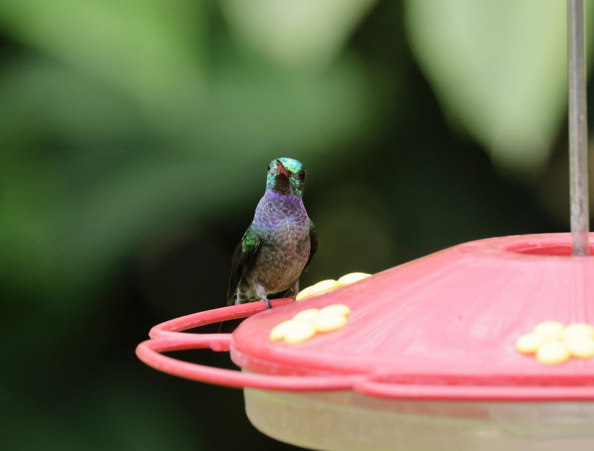 Blue-chested Hummingbird - ML616227759