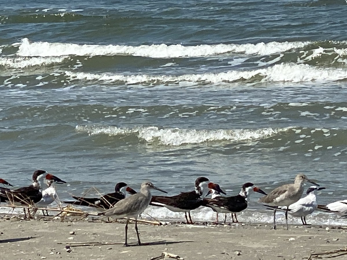 Black Skimmer (niger) - Brenda Gonzales