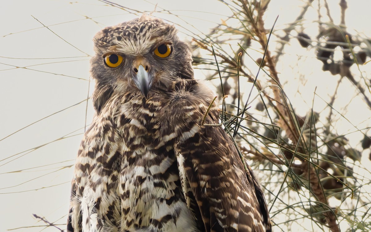 Powerful Owl - ML616227823