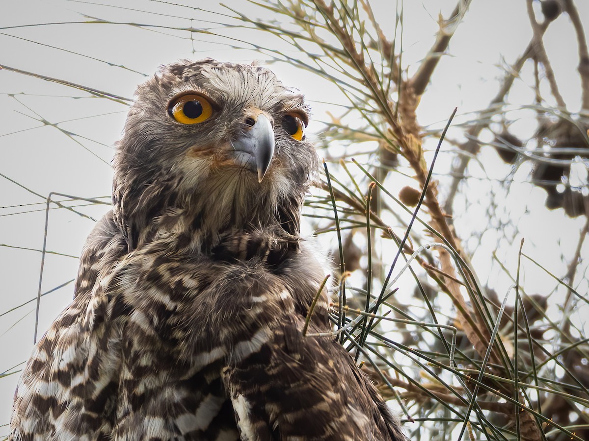 Powerful Owl - ML616227824