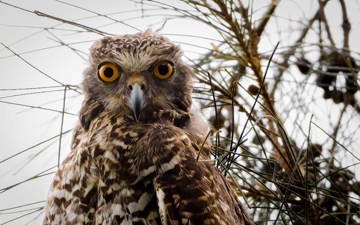 Powerful Owl - ML616227825