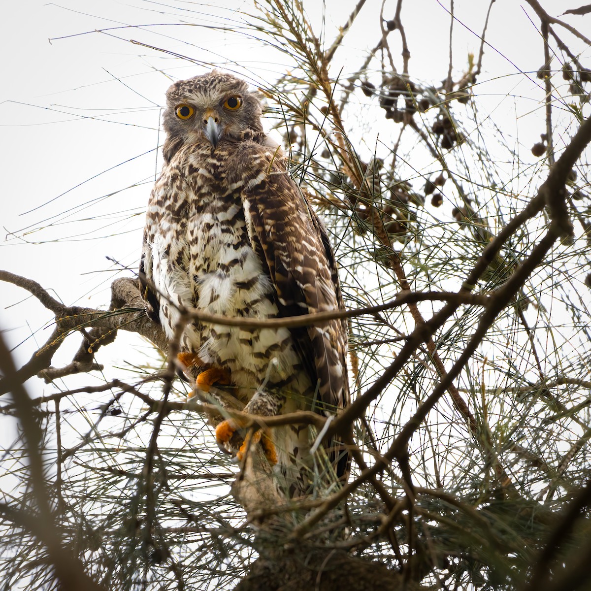 Powerful Owl - ML616227826