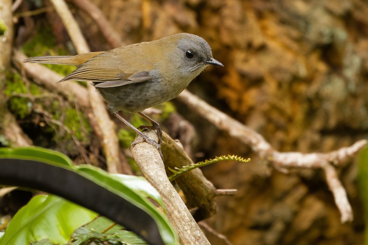 Black-billed Nightingale-Thrush - Joachim Bertrands | Ornis Birding Expeditions