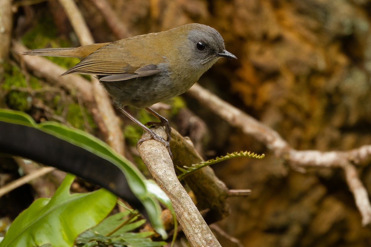 Black-billed Nightingale-Thrush - Joachim Bertrands