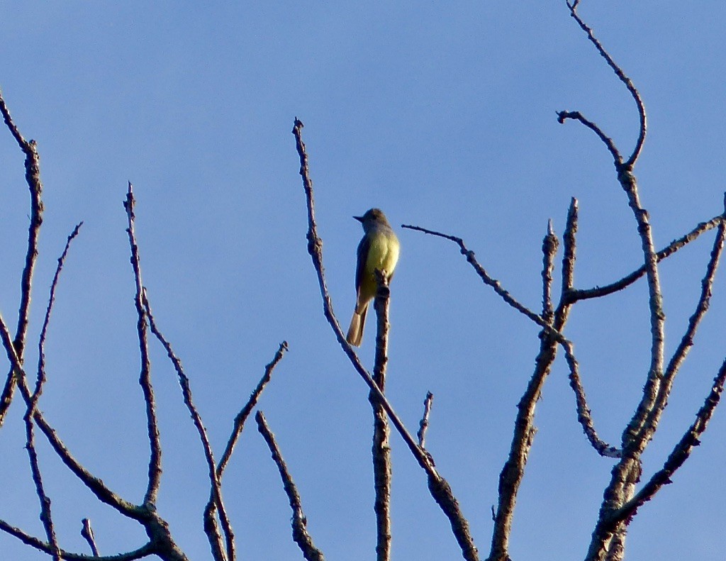 Great Crested Flycatcher - ML616227945
