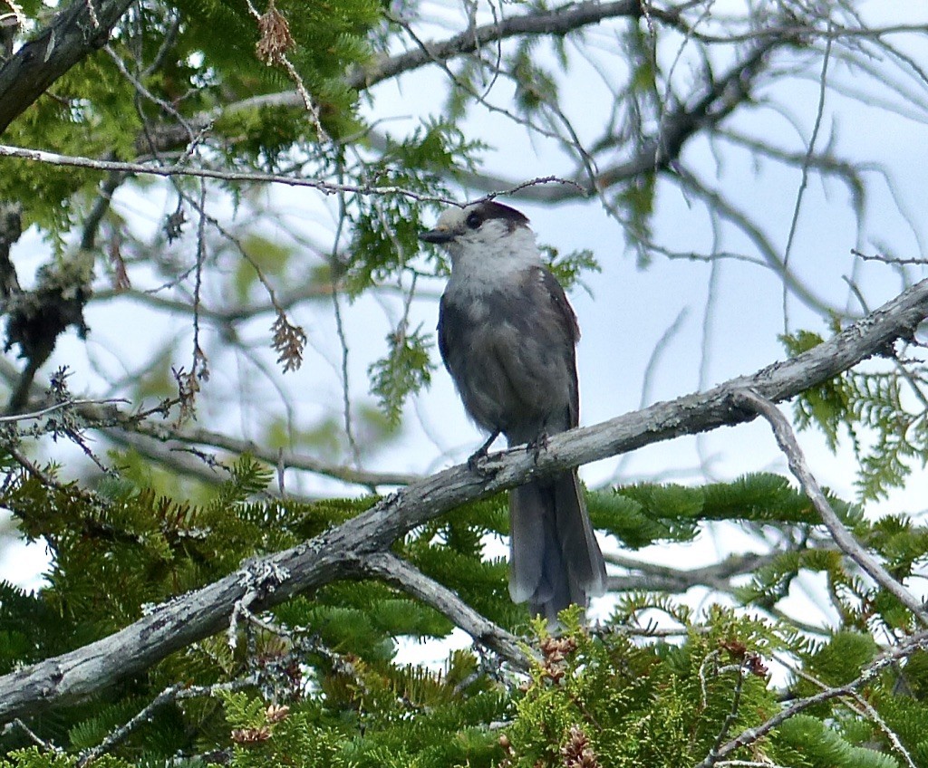 Mésangeai du Canada - ML616227993