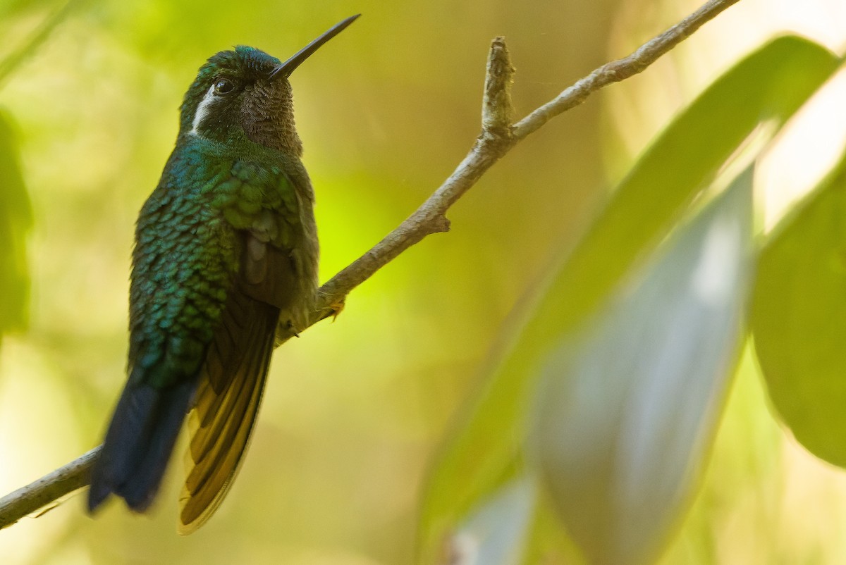 Colibri à gorge pourprée - ML616228007