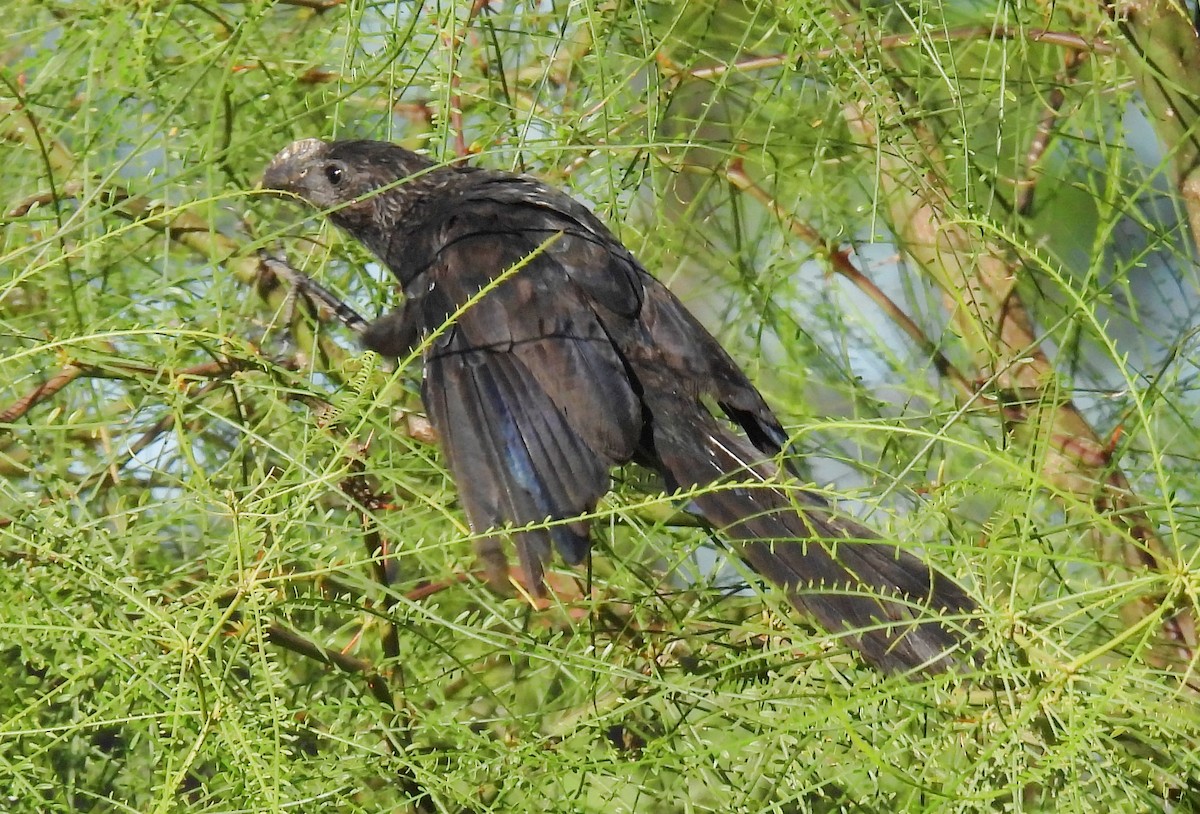 Smooth-billed Ani - Luciano Buck