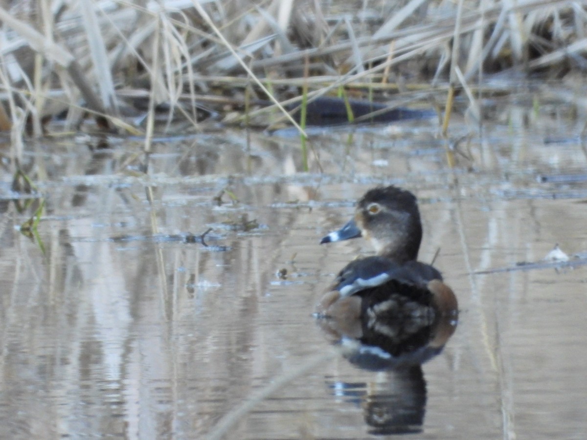 Ring-necked Duck - ML616228027