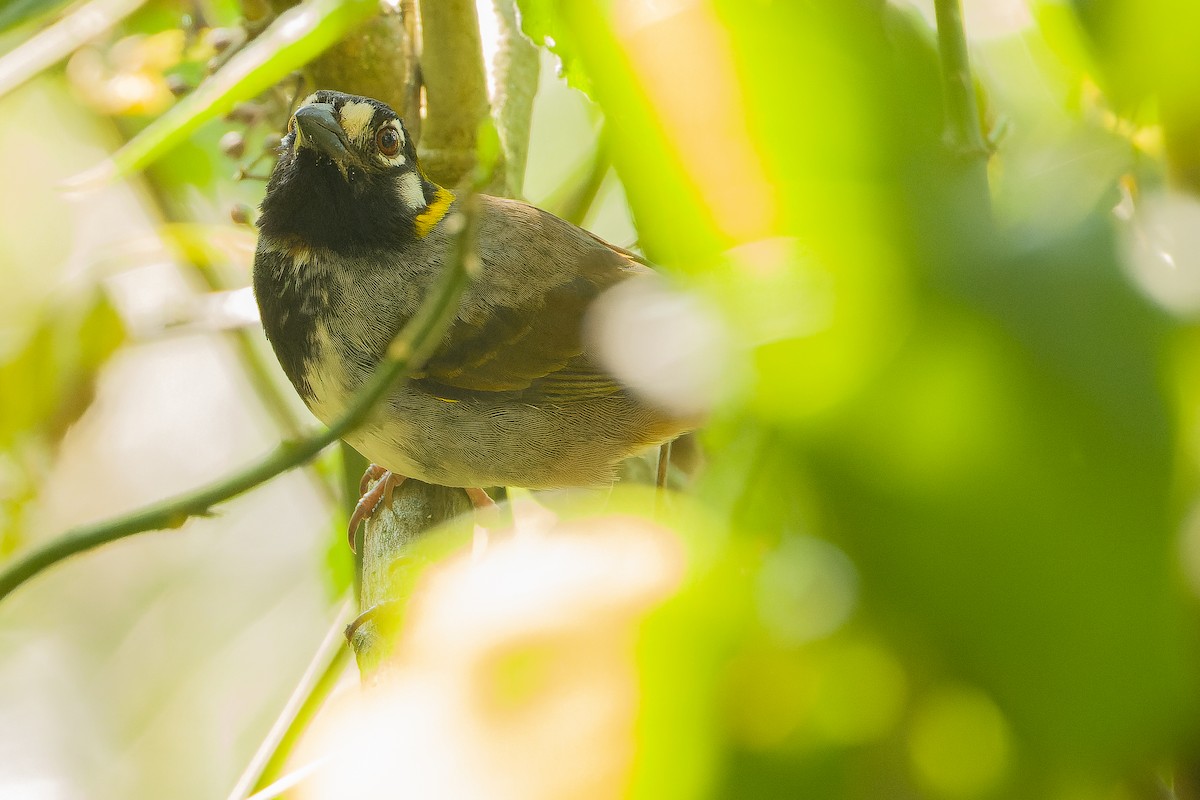 White-eared Ground-Sparrow - ML616228044