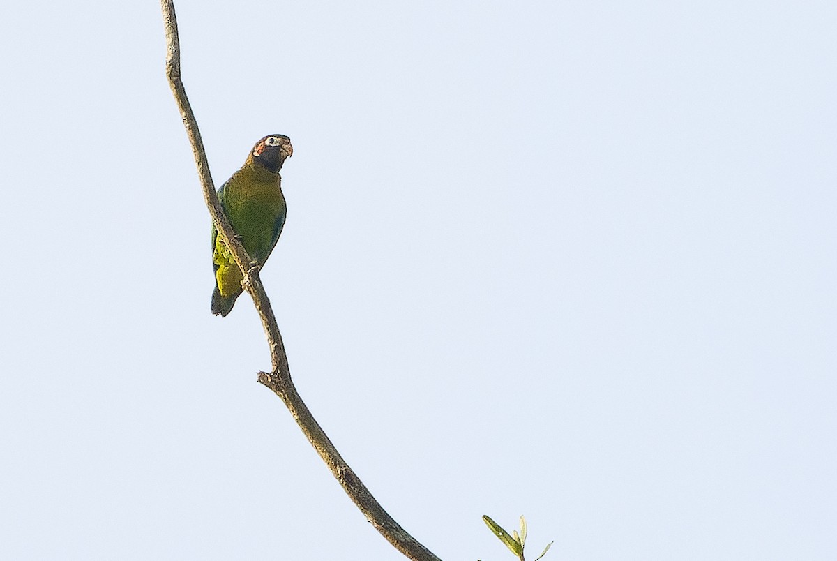 Brown-hooded Parrot - ML616228053