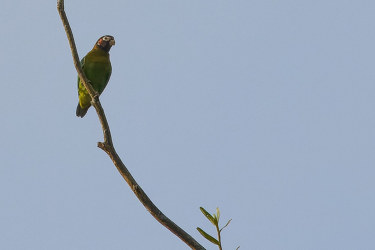 Brown-hooded Parrot - ML616228054